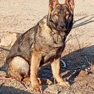 سگ ژرمن ورک لاین واگذاری