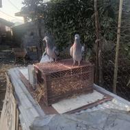 کبوتر دوبر 000