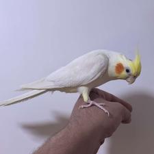 طوطی عروس هلندی