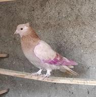 کبوتر زردی ماده گرفتنی