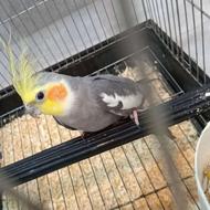 چهار عدد عروس هلندی زیبا