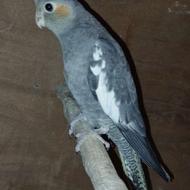 عروس هلندی.