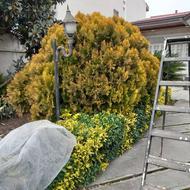 طراحی فضای سبز و درخت لافسون کامیس و ...