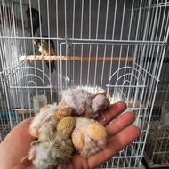 کوتوله برزیلی سرلاکی در پرنده سرای ابوالفضل