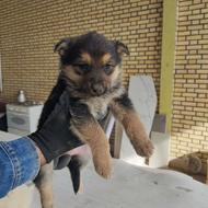 ژرمن باهوش واگذاری