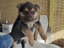 ژرمن باهوش واگذاری در شیپور