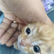 بچه گربه لوس