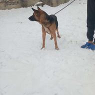 سگ ژرمن اصیل واگذاری