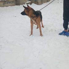 سگ ژرمن اصیل واگذاری
