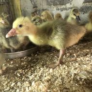 جوجه غاز سه روزه تا سی روزه