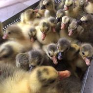 جوجه غاز یک روزه و 20 روزه و یک ماهه