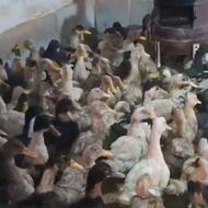 اردک محلی نژاد ورامینی نزدیک به کشتار