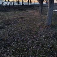 درخت چوب صنوبر .سود