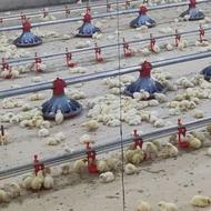 خریدار دان مرغداری