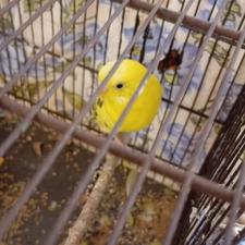 مرغ عشق نر مولد