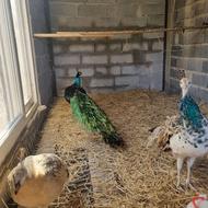 طاووس مصری ده ماه