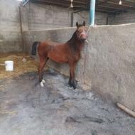 کره اسب کرد درهشوری