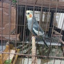 طوطی عروس نر