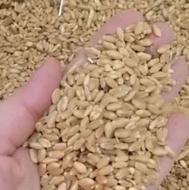 گندم درجه یک