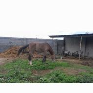 اسب مادیان اصیل