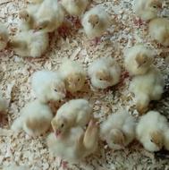 فروش استثنائی بوقلمون گوشتی 10روزه واکسن خورده