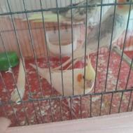 عروس هلندی مولد