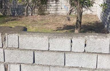 فروش زمین 136 متر در خیابان کفشگرکلا