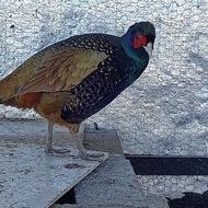 قرقاول آمریکایی دو تا ماده و یکی نر