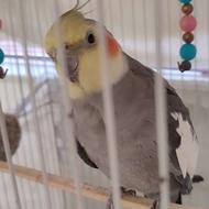 عروس هلندی یکساله با قفس