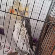 فروش جفت عروس هلندی بالغ