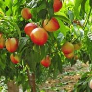 نهال شلیل زودرس