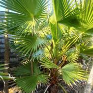 فروش گل پالم