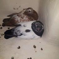 کبوتر فروشی