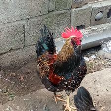 فروش خروس گلین