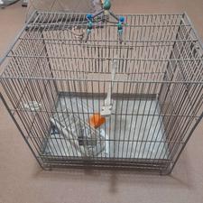 قفس پرنده یکی با ابخوری و دون خوری برنجی