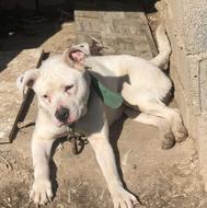 واگذاری پیتبول ماده