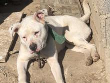 واگذاری پیتبول ماده در شیپور