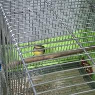 فروش یاسمین نر