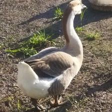 قوغاز نر و ماده