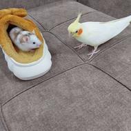 همستر زیبا خوشگل