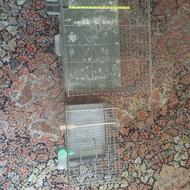 قفس سهره و قناری