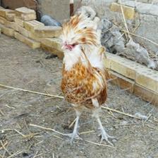 خروس یکساله