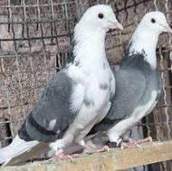 کبوتر ابلغی