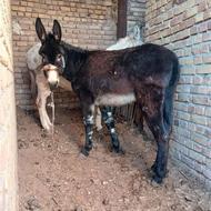 الاغ ماده جوان