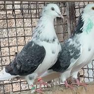 کبوتر اسمون