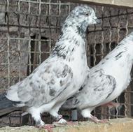 کبوتر قاره پرشی