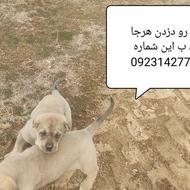 این دو تا توله رو دزدین