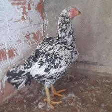 فروش 3 عدد مرغ لاری