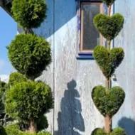 طراحی و هرس و فرم دهی محوطه فضای سبز