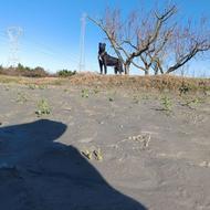 واگذاری سگ افغان دوسال هشت ماه واگذاری